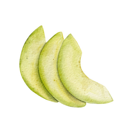 Slice Avocado Watercolor illustration. Hand drawn clipart on isolated background. Botanical painting of tropical Fruit. Drawing of green Vegetable for food packaging design. Plant sketch for kitchen prints.の写真素材