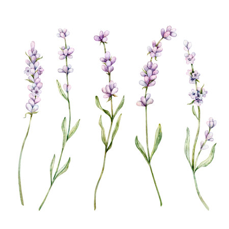 Watercolor set of Lavender flower. Floral Clipart. Hand drawn botanical illustration of lavender branch for wedding invitation, logo, cards, packaging and labelingの写真素材