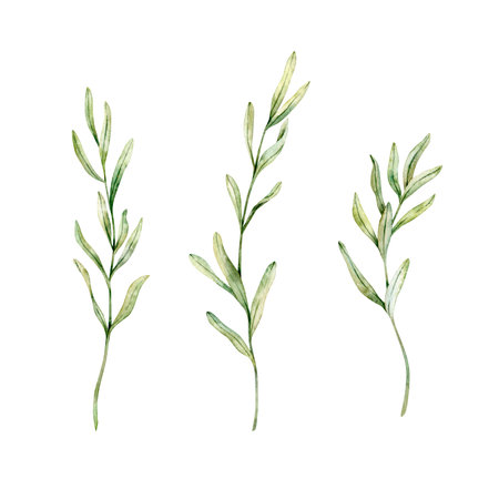 Set of Lavender leaves, rosemary twig, juniper drawing. Hand drawn watercolor illustration. Design for wedding invitation, logo, cards, packaging and labeling. Botanical rustic trendy greenery art.の写真素材