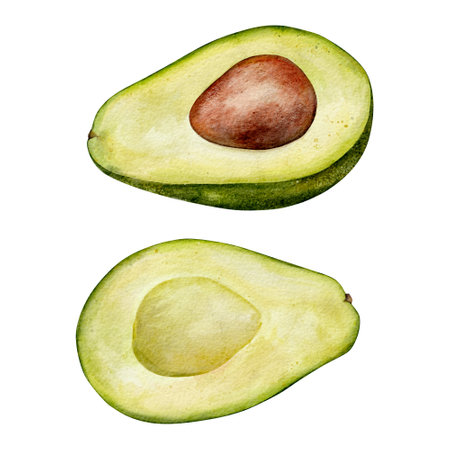 Set of Half Avocado Watercolor illustration. Hand drawn clipart on isolated background. Botanical painting of tropical Fruit. Drawing of green Vegetable for food packaging design. Plant sketch for kitchen prints.の写真素材