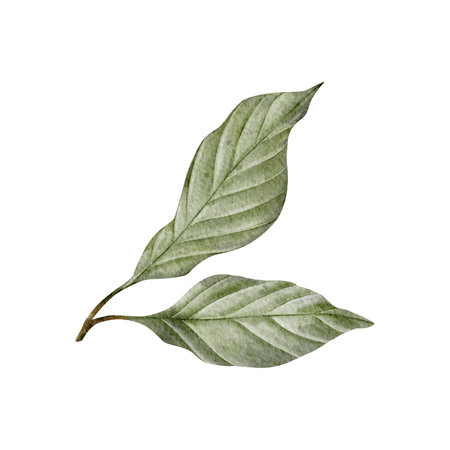 Watercolor avocado leaves illustration. Hand drawn botanical foliage drawing. Tea leaf. Green plant on isolated background for pack, card, invitation, fabricの写真素材