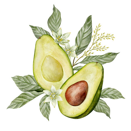 Watercolor avocado leaves and flowers illustration. Hand drawn botanical drawing. Tea leaf. Green plant vegetables on isolated background for food, cosmetic packaging design, card, invitationの写真素材