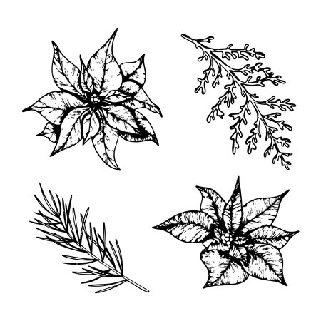 Set of Christmas plants line art. Ink graphic poinsettia, twig of Dusty Miller and conifers evergreen tree. Hand painted outline botanical illustration for greetings, cards, invitationのイラスト素材