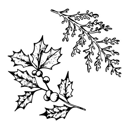 Set of Christmas plants line art. Ink graphic twig of ilex with berries, Dusty miller. Hand painted outline botanical illustration for greetings, cards, invitationのイラスト素材