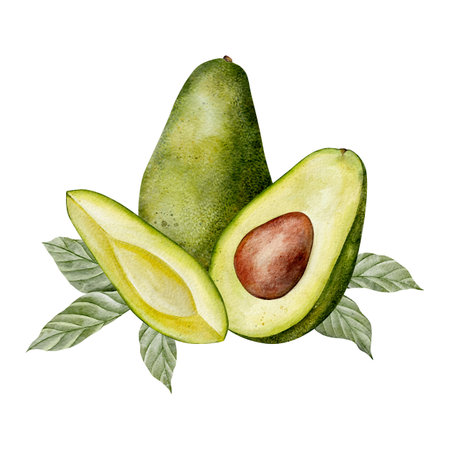 Watercolor avocado leaves and flowers illustration. Hand drawn botanical drawing. Green plant vegetables on isolated background for food, cosmetic packaging design, card, invitation.の写真素材