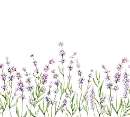 Watercolor Seamless border of Lavender flower. Floral Clipart. Hand drawn botanical illustration of lavender branch for wedding invitation, logo, cards, packaging and labeling.の写真素材