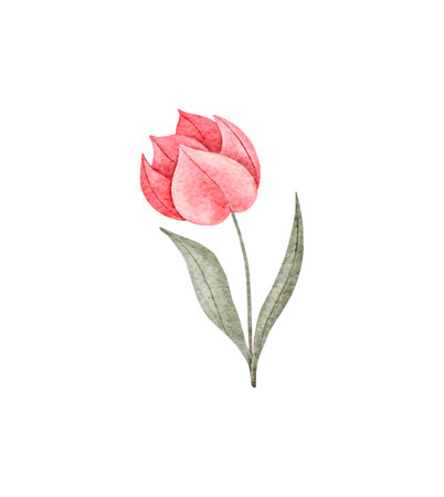Floral illustration. Watercolor pink tulip isolated on background. Hand drawn watercolor illustration. Decorative design elements.の写真素材
