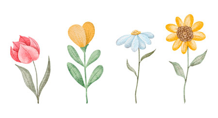 Watercolor flowers set. Yellow sunflower, red tulip, white chamomile in cartoon style. Hand drawing rustic card isolated on background. Floral botanical illustration. Summer daisy flower.の写真素材
