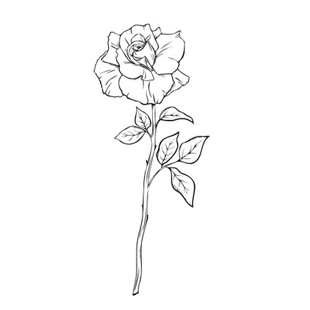 Bloom Rose flower in engraving style. Hand drawn vector outline illustration of floral plant on isolated background Engrave drawing painted by black inks Monochrome sketch Elegant modern graphicのイラスト素材