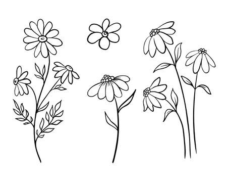 Sketch of Chamomile set. Engraved blooming Daisy flowers. Hand drawn vector drawing with wild herbs in doodle style in monochrome black and white colorsのイラスト素材