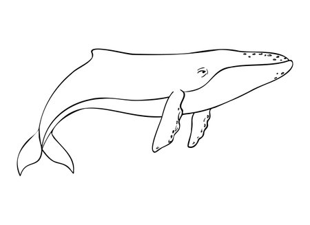 Blue whale, Vector cetaceans fish, Underwater animal outline painted by black inks. Hand drawn illustration of Aquatic placental marine mammal with flippers and tail. Etching of underwater fishのイラスト素材