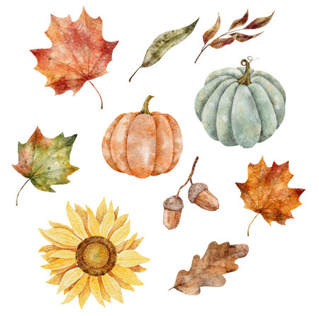 Watercolor big set of fall elements. Hand drawn pumpkins, maple leaves and acorn. Illustration sunflower for the design of banner, invitation and greeting cardの写真素材