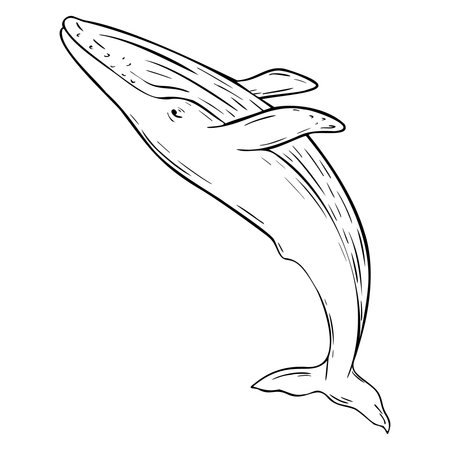 Blue whale, Vector cetaceans fish, Underwater animal outline painted in black and white. Hand drawn illustration of Aquatic placental marine mammal with flippers and tail. Etching of underwater fish.のイラスト素材