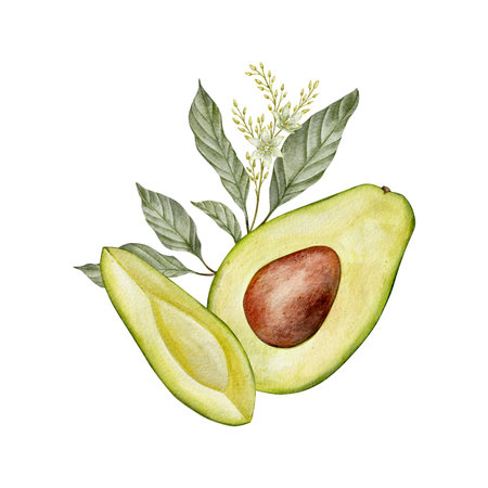 Watercolor half avocado with seed, leaves and flowers illustration. Hand drawn botanical drawing. Green plant fruit on isolated background for food, cosmetic packaging design, card, invitation.の写真素材