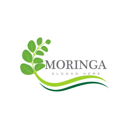 Moringa leaf Logo Template vector symbol natureのイラスト素材