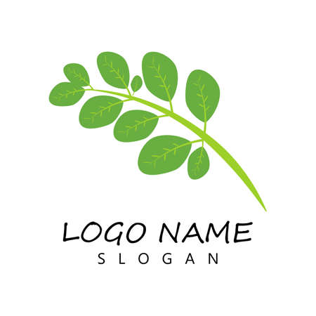 Moringa leaf Logo Template vector symbol natureのイラスト素材