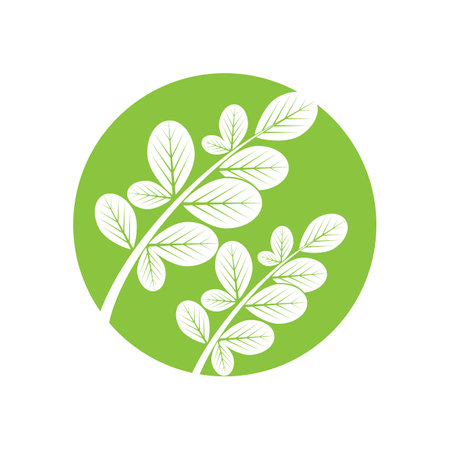 Moringa Leaf Logo Template Vector Symbol Natureのイラスト素材
