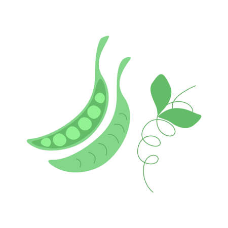Green peas in a pod flat style illustration isolated on white background. Vegetable illustration for farm market menu. Healthy food and vegetarian nutritionのイラスト素材