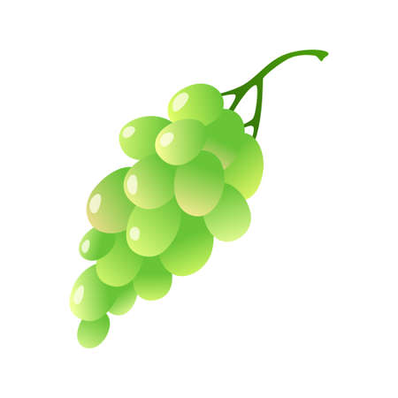 Green grapes illustration isolated on white background. Summer fruits for healthy lifestyle. Cartoon style vector illustration.のイラスト素材