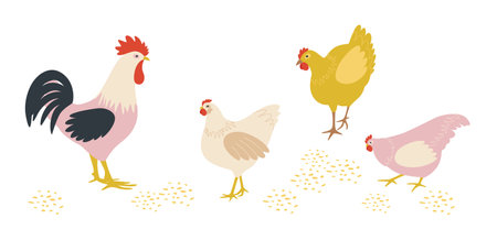 Illustration of chickens and a rooster pecking cereals. Farm birdsのイラスト素材