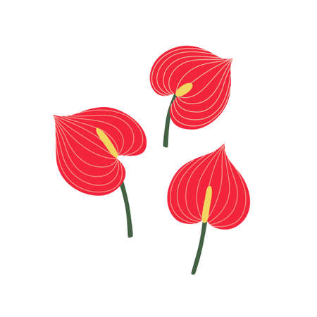 Vector illustration of the red anthurium flower isolated on white backgroundのイラスト素材