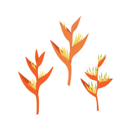 Heliconia flowers. Blooming tropical plants. Vector illustration isolated on white background.のイラスト素材