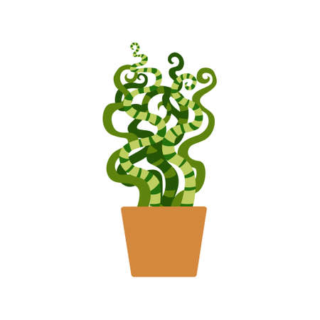 Green vector house plant. Flat vector illustration of a homeplant isolated on white background.のイラスト素材