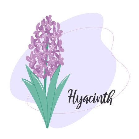 Hyacinth Flower. Botanical vector illustration. Floral decor for postcard or other printのイラスト素材