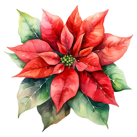 Watercolor red poinsettia flower. Winter holidays decorative plant Bethlehem Starの素材