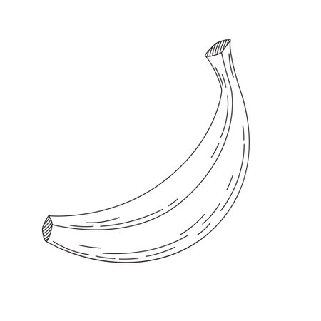 Hand drawn doodle sketch of a banana. Coloring page with a citrus fruit. Line art vector illustration on a white backgroundのイラスト素材