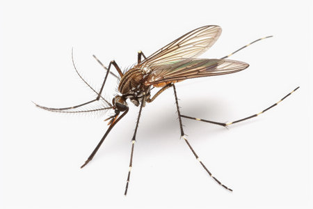 Close-up of a single mosquito against a white backdrop, featuring intricate details and anatomy.の素材