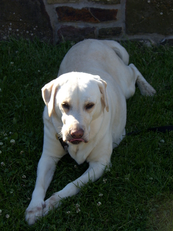 White lap dogの写真素材