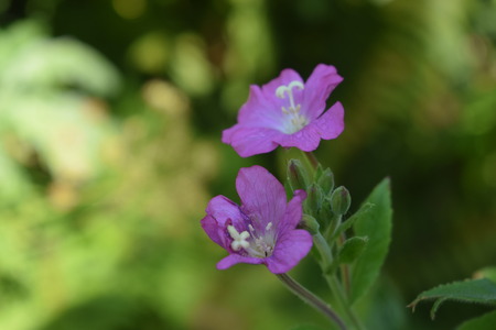 Flowerの写真素材