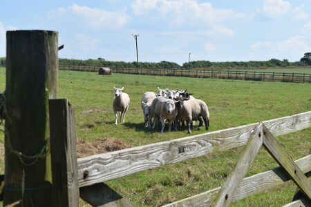 Sheepの写真素材