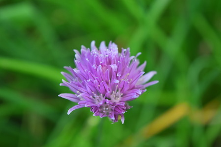 Close up of Purple Flowerの写真素材