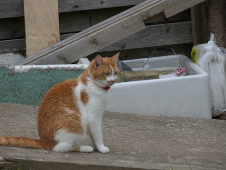 Catの写真素材