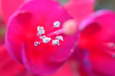 Fuschia Flowersの写真素材