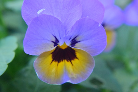 Blue Flowerの写真素材