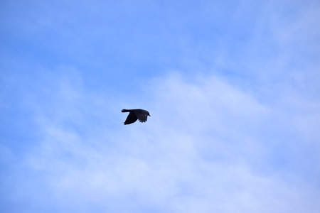 Bird in the skyの写真素材