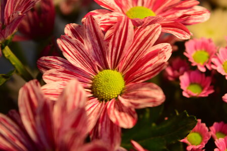 Flowersの写真素材