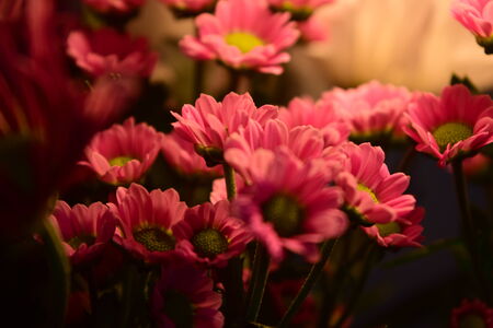 Flowersの写真素材