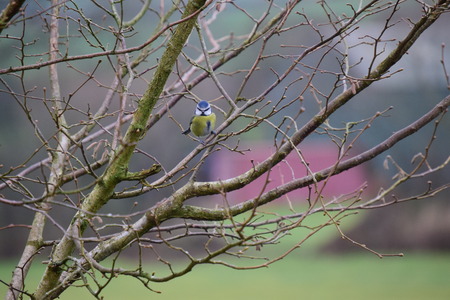 Blue tit, Parus caeruleus, single birdの写真素材