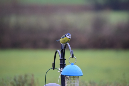 Blue tit, Parus caeruleus, single birdの写真素材