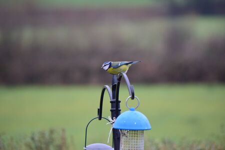 Blue tit, Parus caeruleus, single birdの写真素材