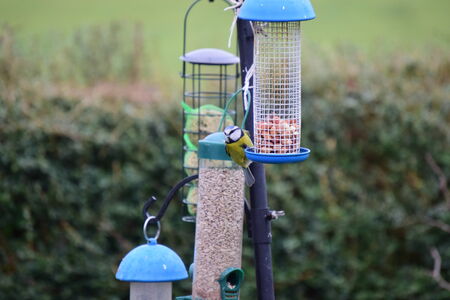 Blue tit, Parus caeruleus, single birdの写真素材