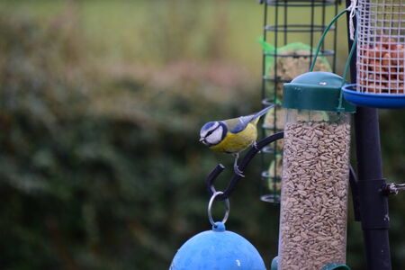 Blue tit, Parus caeruleus, single birdの写真素材