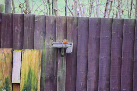 Robin, Erithacus rubecula, single bird groundの写真素材