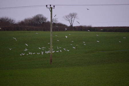 seagullの写真素材