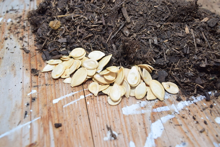 Pumpkin seeds near compostの写真素材