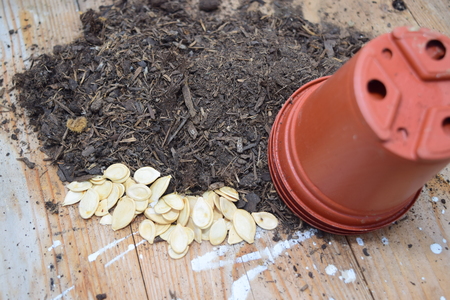 Pumpkin seeds near compostの写真素材